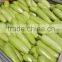 High diseases resistance hybrid Squash seeds Zucchini seeds for growing-Zhen Yu168