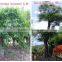 Outdoor Landscaping Tall Ornamental Green Decorative Plants