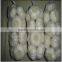 Wholesale fresh white garlic for export