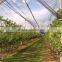 Yemen used plastic bee net/anti hail net for crops,Weave 13 mesh,plastic plate anti mesh net against hail for tree