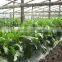 plant support vertical trelling net for vegetable growth