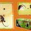 Hot Sale pest repeller, customize OEM Rat Catcher Mouse Glue Board Traps