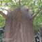 Customized outdoor round trunk decorative artificial big metal ficus trees