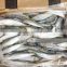 Frozen small size Sardine for canning 85-90 pcs