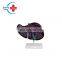 HC-S253 Medical science anatomical human liver & blood vessel teaching model