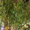 Large Artificial Olive Trees Artificial Decor Simulation Plant Fake Olive Trees for Landscape Project