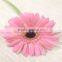 Wholesale Fresh Cut Grebera Flower Kunming Flowers Export