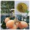 Supply weight loss banaba leaf powder loquat leaf extract corosolic acid