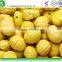iqf frozen fresh chestnut and iqf peeled chestnut