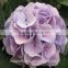 Plant Hydrangea Wedding Hydrangea Bouquet Wedding Bouquets From China