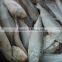 FROZEN BULLET TUNA