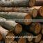 wood debarker