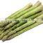 IQF green Asparagus with high quality for sale
