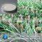 Bromelain manufacturer supply high activity enzyme bromelain