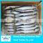 Hot sale frozen on board spanish mackerel