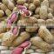 peanuts in shell