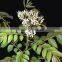 100% NATURAL CURRY LEAF ESSENTIAL OIL INDIA