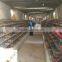 Poultry equipment for quail