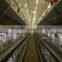 Pullet Cages for breeders