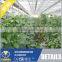 Multi Span Polycarbonate Sheet Greenhouse