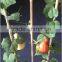 landscape decorative artificial gourd plant