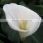 Top grade useful professional single stem calla lily