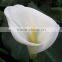 Beautiful best selling pink calla lily flower head