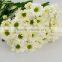 Color most popular fresh white flower chrysanthemum