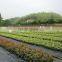 nonwoven landscape ground cover supplier