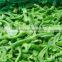 IQF Frozen Green Pepper Strips