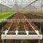 Hydroponic NFT Channles and Gullies for Lettuce and Salad Greenhouse