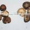 Quality shiitake mushroom