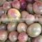 Fresh Passion Fruit - High Quality and Best Price.