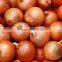 wholesale Fresh Onion Yellow Onion red fresh onion expor to dubai