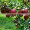 Fresh China apple Fresh huaniu apples Chinese fresh apple factory high quality huaniu apple