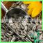 Wholesale Sunflower Seeds 363 Factory Supply Premium Quality