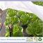 sofine pp nonwoven fabric for UV agriculture cover