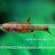 Rasbora Fish For Sale and Export