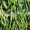Cissus Extract