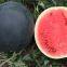 Black King round shape red crimson flesh hybrid watermelon seeds