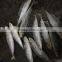 Frozen round scad exporter from China with size 55 - 70 pcs / 10 kg