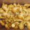 2015 ginger very best quality