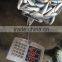 Frozen Mackerel HGT, pacific mackerel fish price, export pacific mackerel