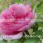 kunming importers of fresh flowers single stem pink penoies flowers
