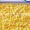 Canned corn canned baby corn