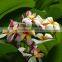 Multi-color Plumeria Rubra 'Tricolor'