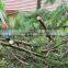 Telescopic Alum Anvil Pruner Garden Tools