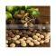 Cheap Price Dried Sacha Inchi nuts/Healthy white sacha inchi seeds from Vietnam