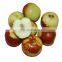 High Quality IQF Winter Jujube