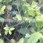 Garden Green Bird Netting Bird-proof Net for Household Fruit Trees